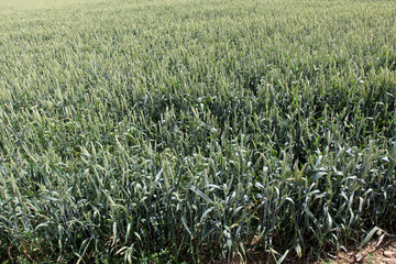 culture de céréales