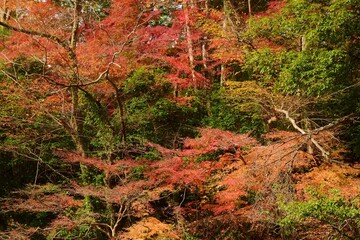 紅葉の嵐山渓谷・埼玉県
