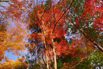 紅葉の嵐山渓谷・埼玉県