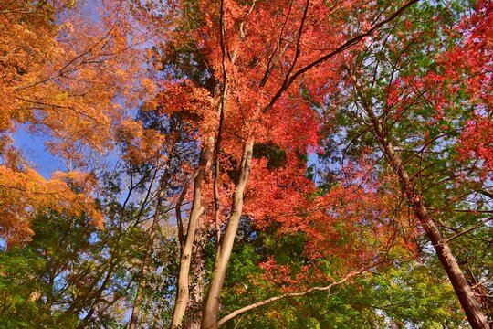 嵐山渓谷 Images Browse 123 Stock Photos Vectors And Video Adobe Stock