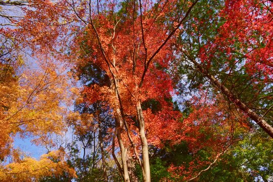 嵐山渓谷 Images Browse 123 Stock Photos Vectors And Video Adobe Stock