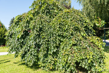 dekorativer Kleinbaum Hängeulme