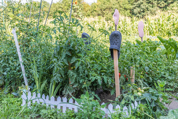 kleiner Schrebergarten mit Tomaten