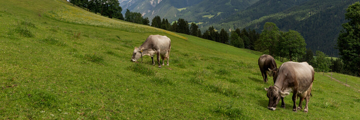 Fototapeta na wymiar Cows on the alpine pasture in summer. Panoramic image
