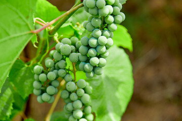 green grapes in the garden