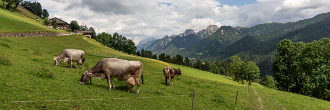 Cows on the alpine pasture in summer. Panoramic image