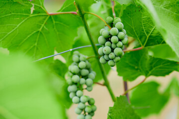 green grapes in the garden
