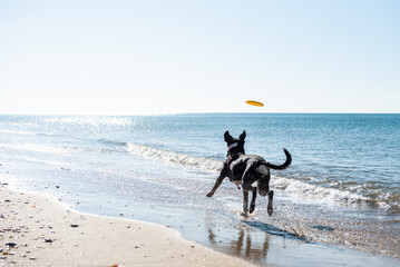 A big black dog running on the shore of the beach stepping on the water behind a frisbee, on a dog beach