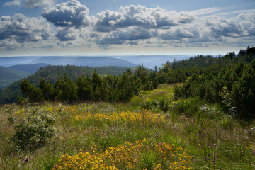 High moorland plain in the northern Black Forest. Panoramic view over flower meadow with trees and...