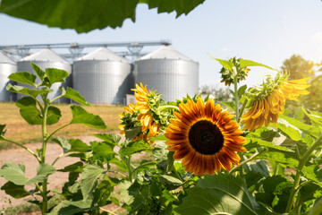 Sunflower on a background of agricultural silos, grain elevator for storage and drying of cereals. © scharfsinn86
