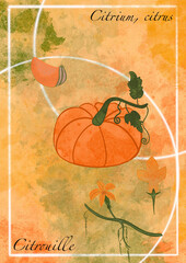 vintage halloween card with pumpkin
Planche botanique citrouille 