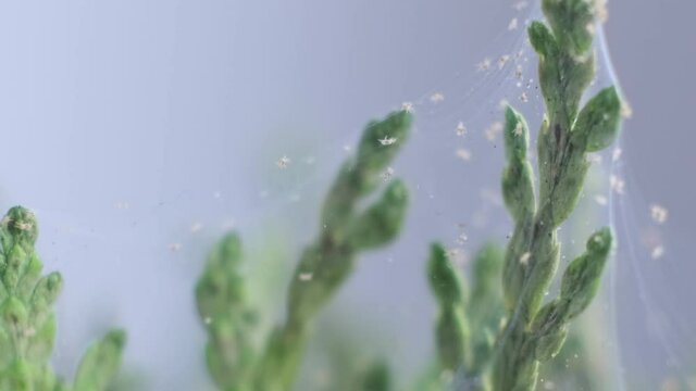 Close up shot of spider mite colony . Tetranychus urticae