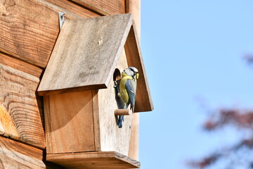 Mésange perchée sur son nichor