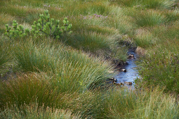 Close up of a bog between green marsh grass. High angle view.