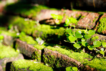 Closeup nature view of Moss on the old brick wall