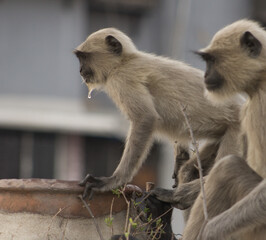 two monkey drinking water