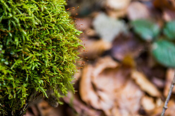 close-up of moss in the forest