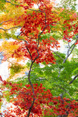 もみじ　紅葉　箕面公園