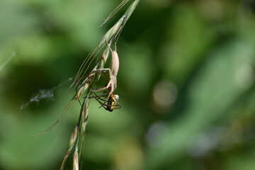 Spider is eating a spider. Predator-prey relationships.