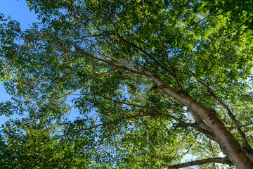 奥日光のダケカンバ