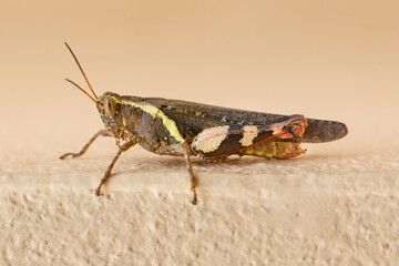 Spur-throated grasshopper​ isolated on the painted wall