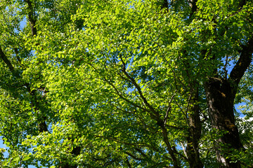 奥日光のカツラ