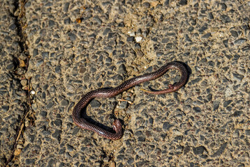 dead snake on the road