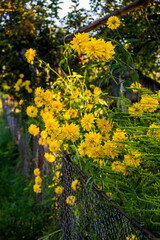 yellow flowers among the fence