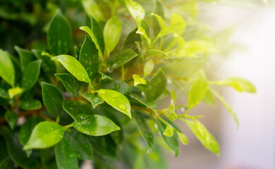 Green leaves of Ficus shrub plant, dew droplets of water on greenery leaf