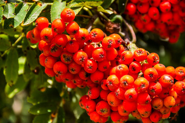 red bunches of the rowan