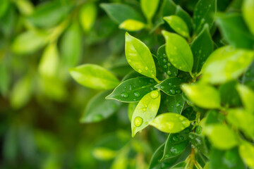 Green leaves of Ficus shrub plant, dew droplets of water on greenery leaf