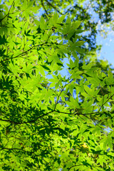 奥日光のオオモミジ