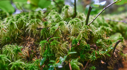 interesting green moss on dead tree trunk in rain forest