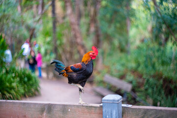 オーストラリア・アデレードの観光名所を旅行している風景 Scenes from a trip to Adelaide, Australia.
