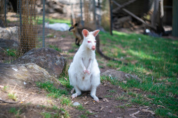 オーストラリア・アデレードの観光名所を旅行している風景 Scenes from a trip to Adelaide, Australia.
