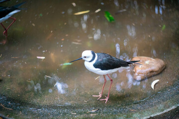 オーストラリア・アデレードの観光名所を旅行している風景 Scenes from a trip to Adelaide, Australia.