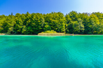 Plitvice lakes, view of forest and plants from the lake.