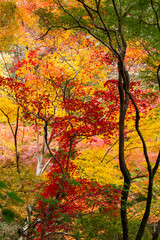紅葉　もみじ　箕面公園　錦