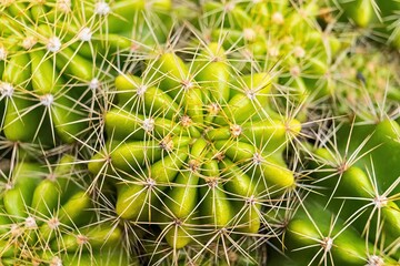 Close up cactus in garden for nature pattern