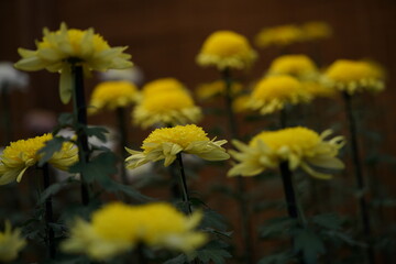 Yellow flowers of Chrysanthemum 'Choji Giku' in full bloom
