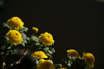 Yellow flowers of Chrysanthemum 'Choji Giku' in full bloom
