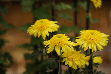 Yellow flowers of Chrysanthemum 'Choji Giku' in full bloom
