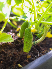 Growing cucumbers in pallet collar