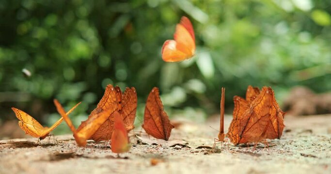 Group of butterflies puddling on the ground in nature, Butterflies swarm eats minerals.