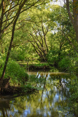 Fototapeta na wymiar river in the forest, flowing between trees