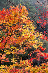 紅葉　もみじ　箕面公園