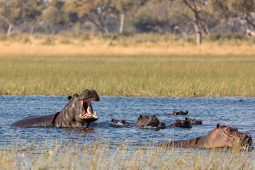 Common hippopotamus or hippo (Hippopotamus amphibius) showing aggression. Okavango Delta. Botswana