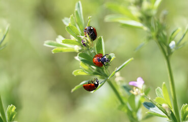 Three ladybugs among herbs, against a blurred green background ...