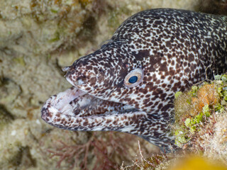 Spotted moray lurking between rocks (Grand Cayman, Cayman Islands)