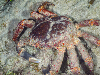 Channel clinging crab eating seaweed in a coral reef at night (Grand Cayman, Cayman Islands)